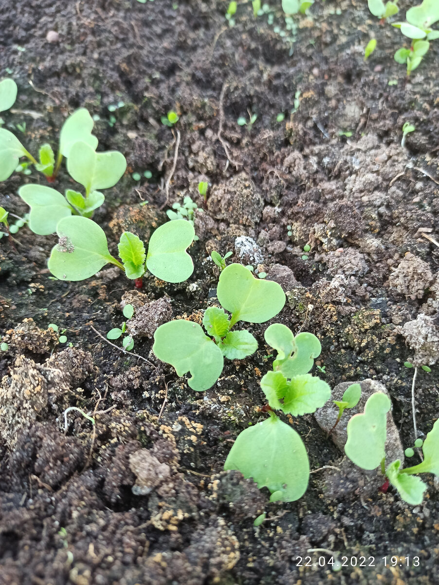 Редиска в теплице