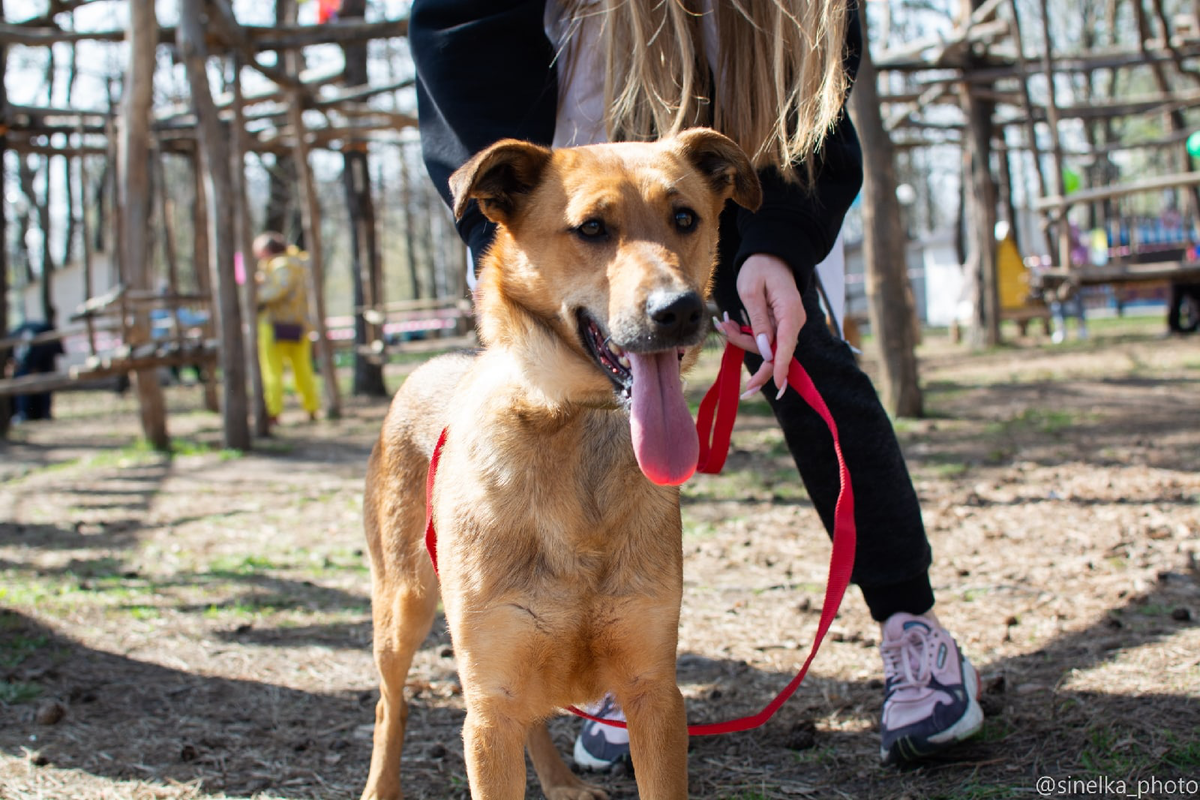 Выставка бездомных собак «Пойдём домой» в Белгороде 16 апреля.