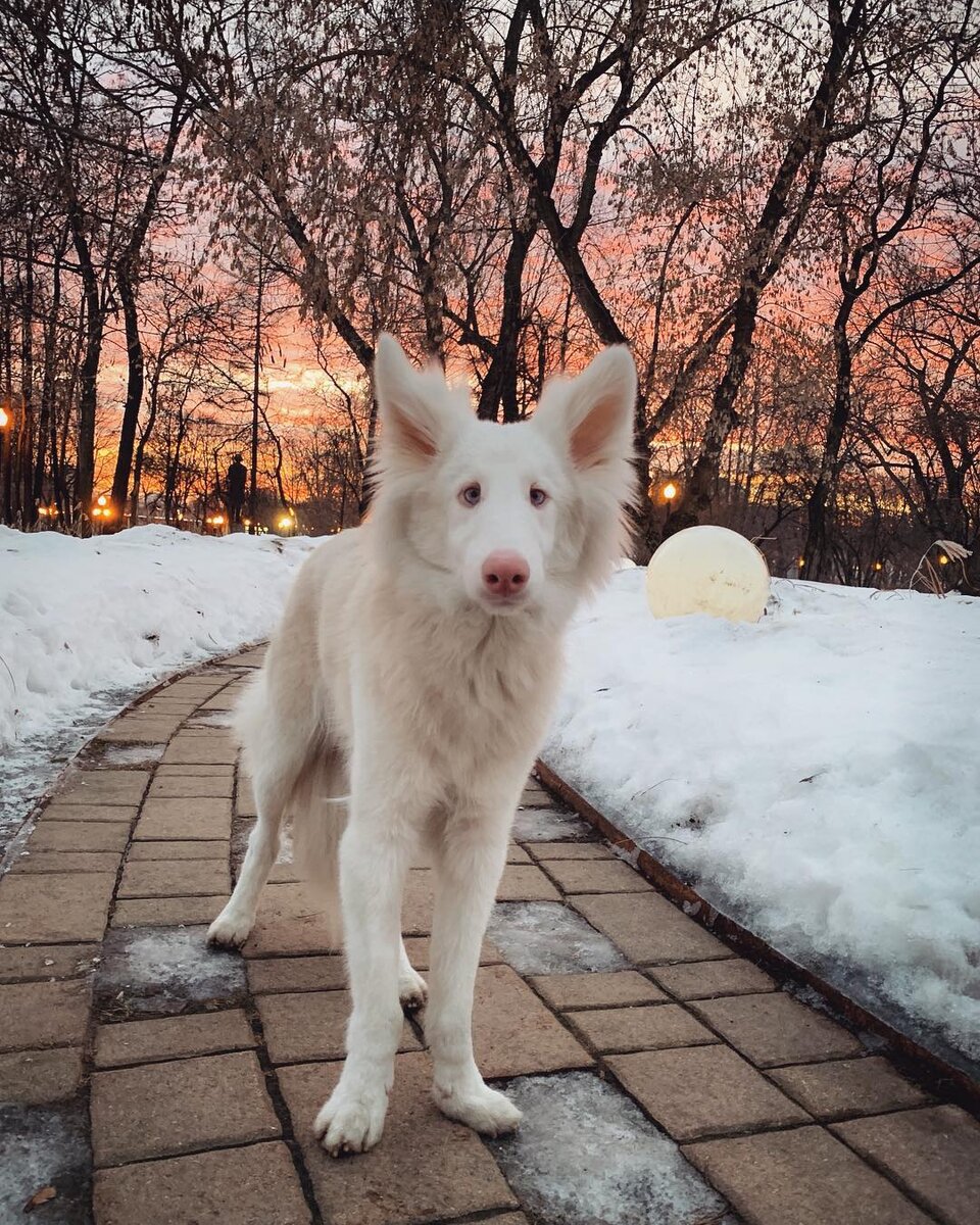 Альбинос