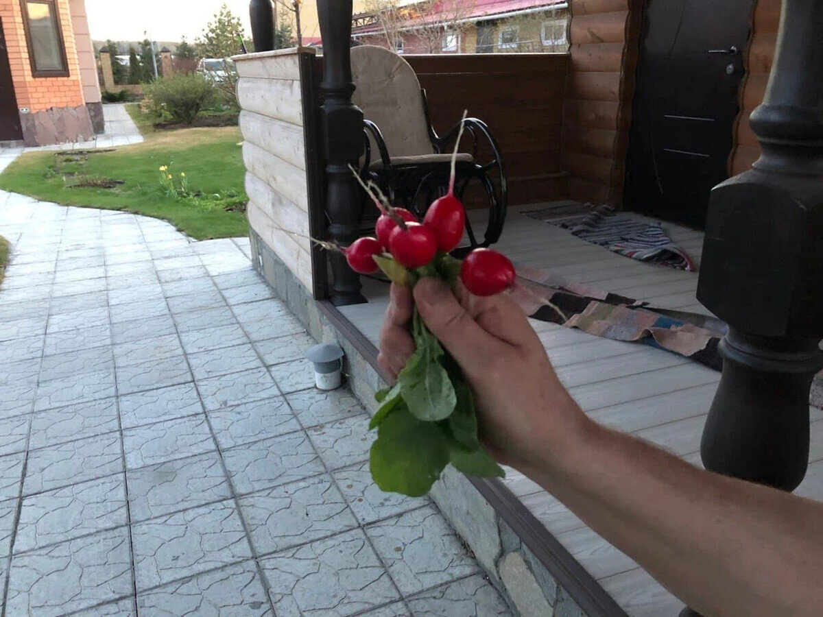 Первый урожай редиски