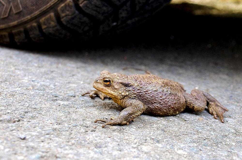 Яндекс. Картинки.