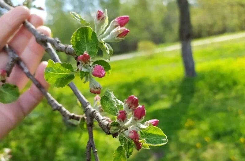 Яблоня набирает цвет фото