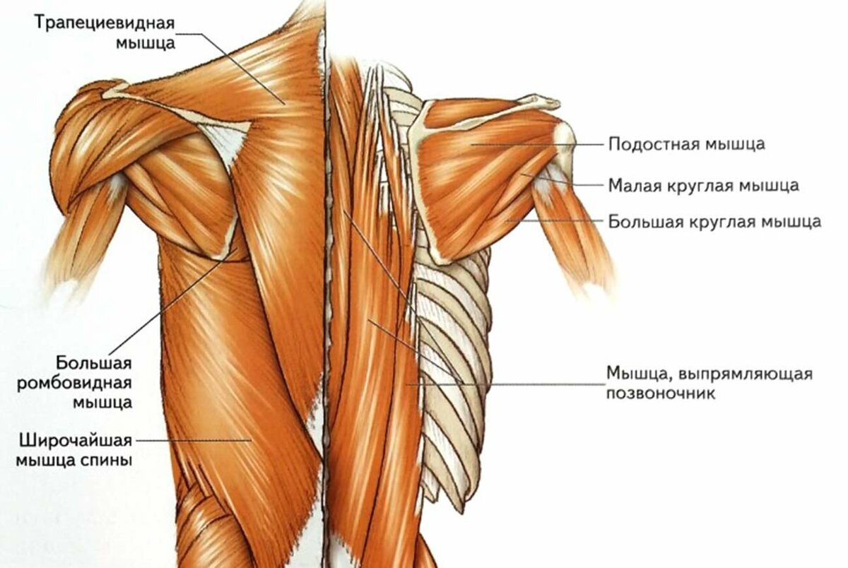 Межпоперечные мышцы спины функции