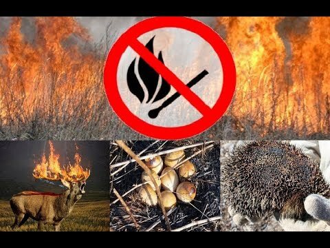 Не жгите сухую траву картинки