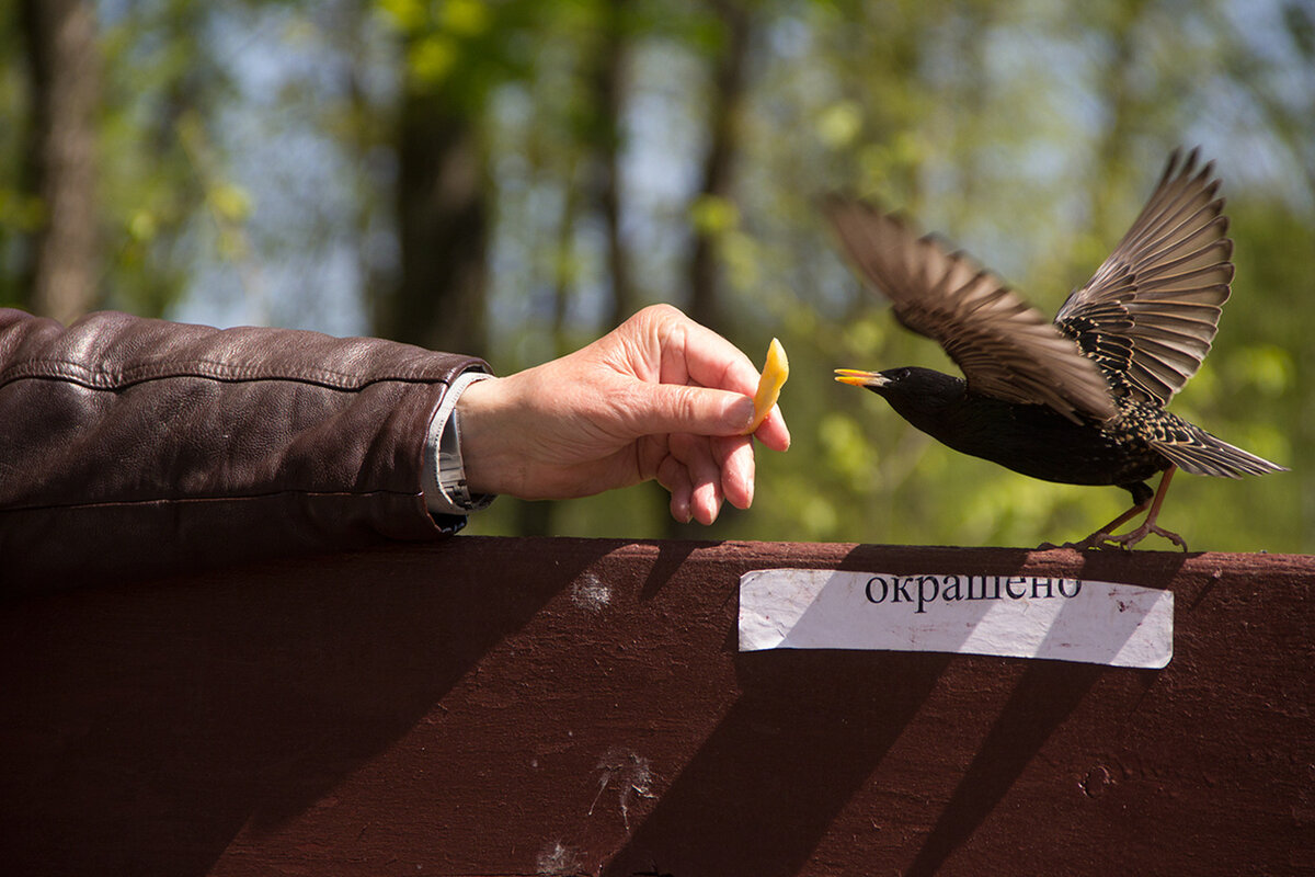 Фото: Игорь Матвеев, "Наш Витебск"