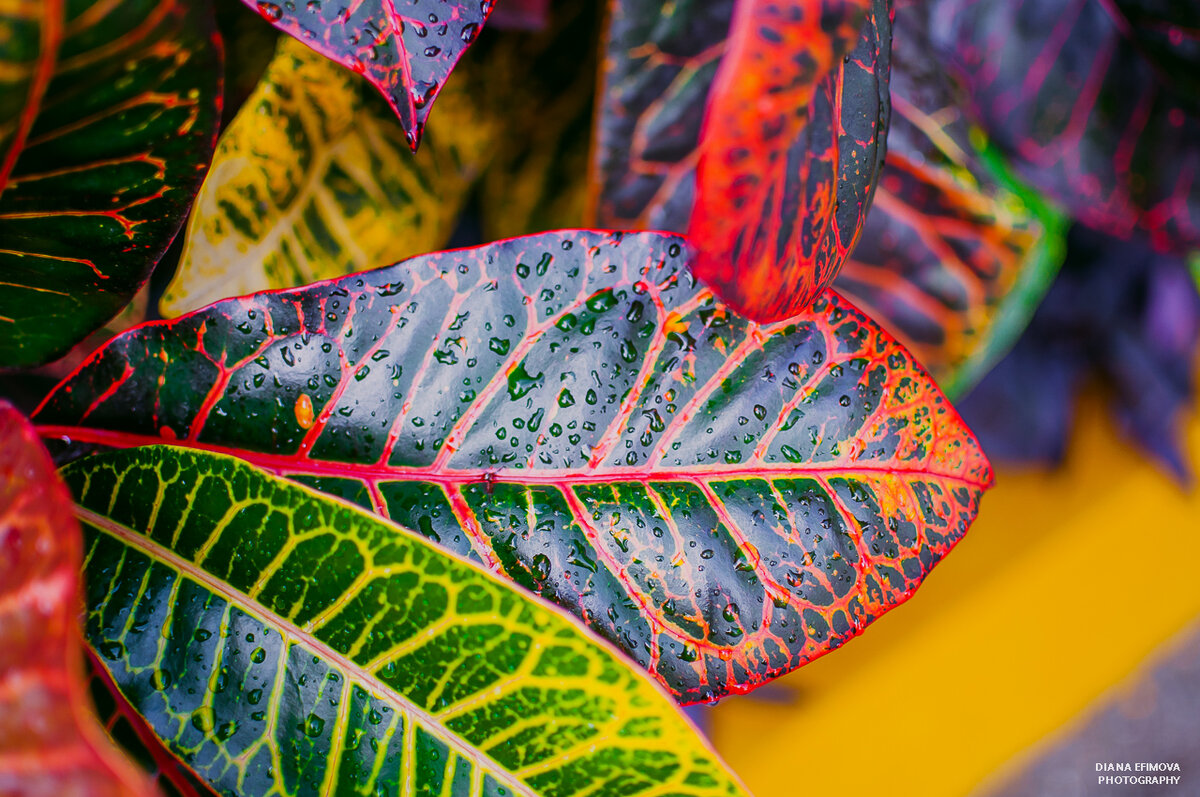 Доминикана