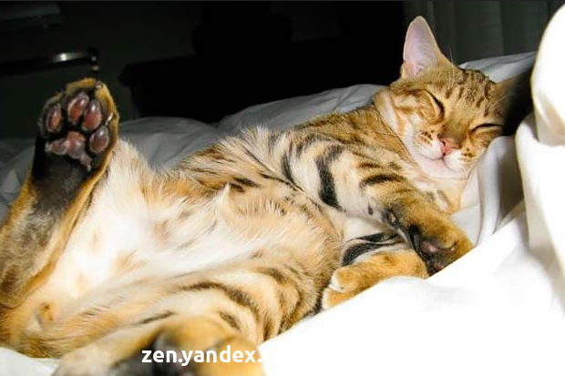 Раздел 3: Коммуникация с кошкой на ее языке