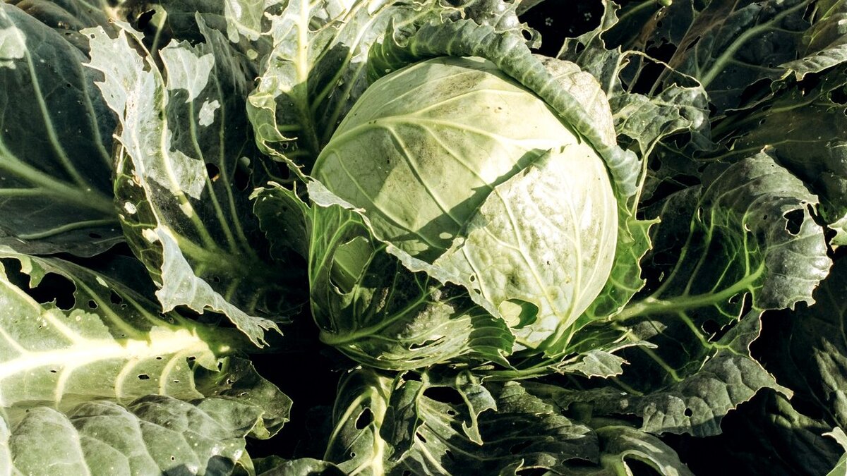 Болезни капусты при хранении: причины, симптомы, методы лечения