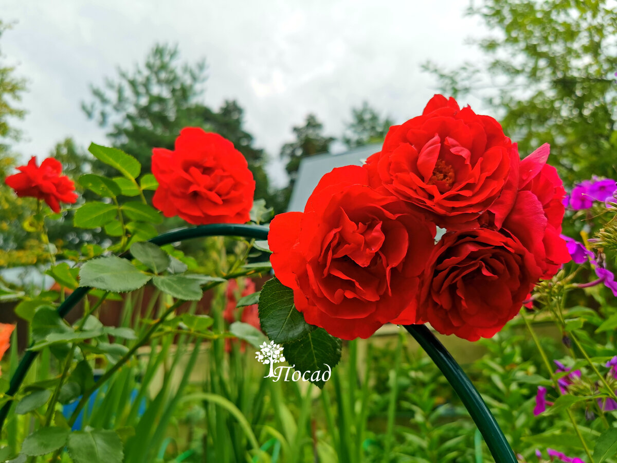 Вот моя красавица.