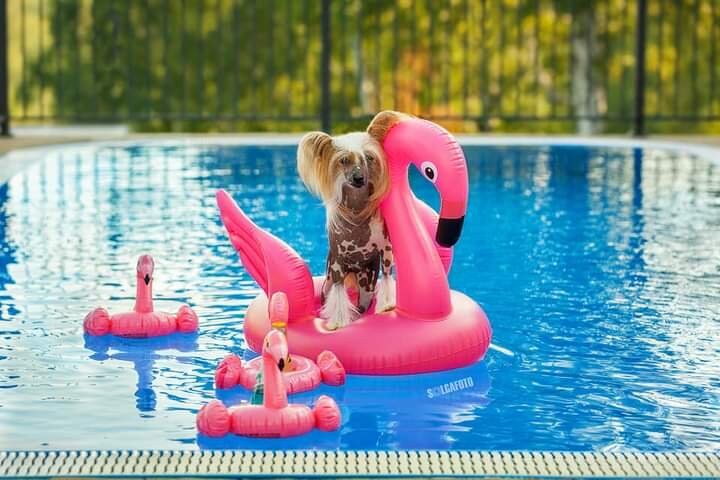 Альфа Лаваль Мадейра