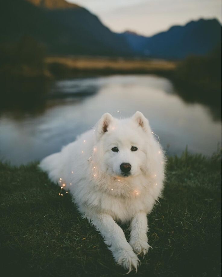 Яндекс фото.