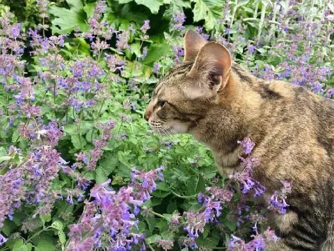 Не зря у кошек запах мяты кружит голову, ох, не зря! Фото Яндекс.Картинки