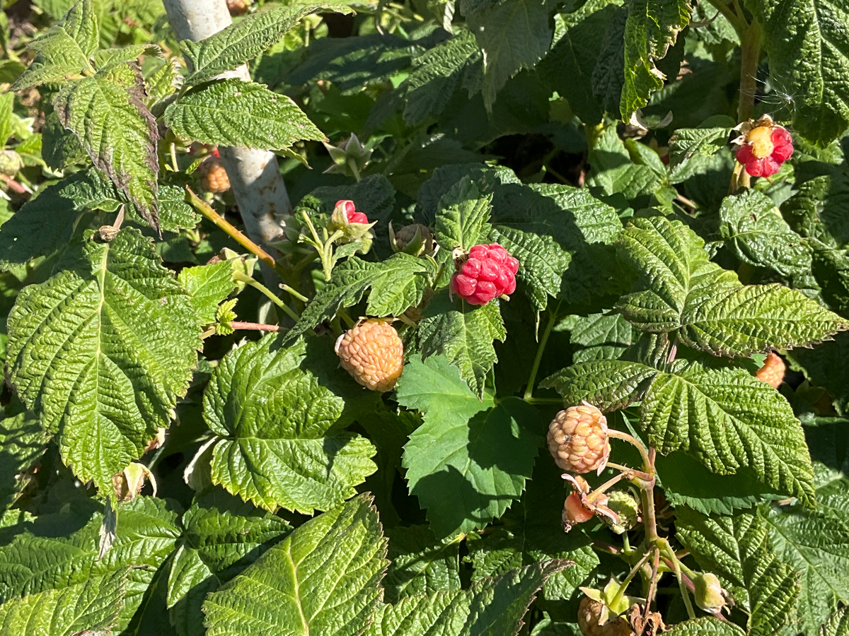 Куст малины с ягодами 