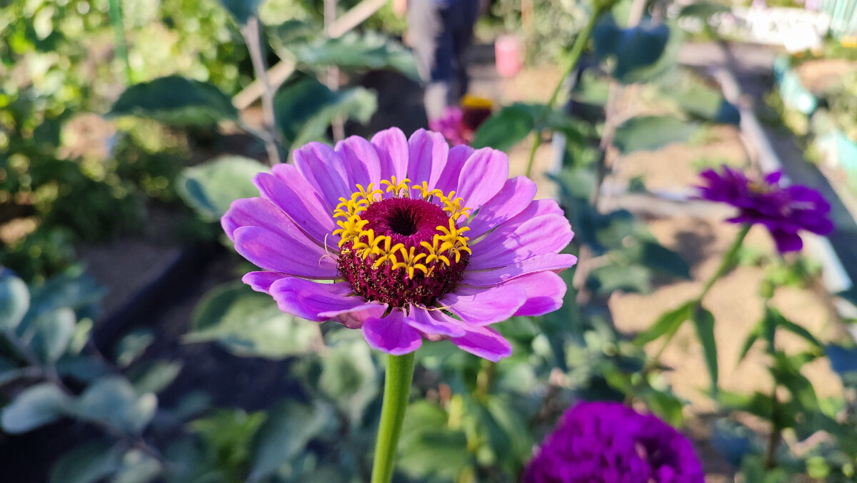 Цветы, огород сестры. Новосибирск, август 2022