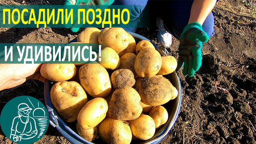 🥔 Удивила посадка картофеля летом! 🌿 Выращивание картофеля по технологии Гордеевых