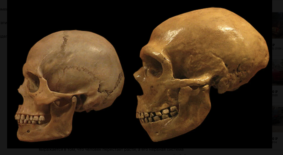 Череп кроманьонца (слева) и череп неандертальца