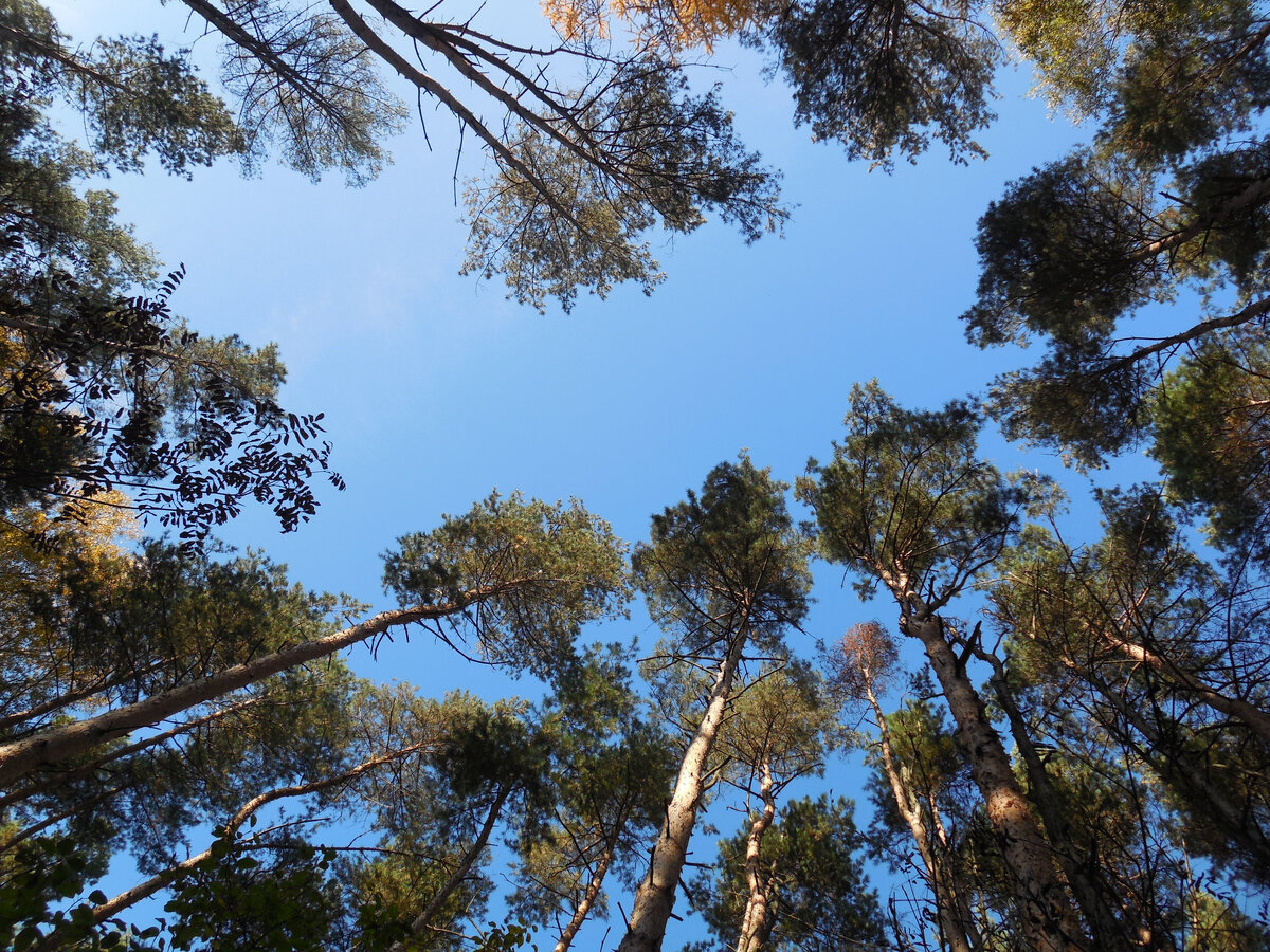 Если долго смотреть на верхушки высоких деревьев, закружится голова!