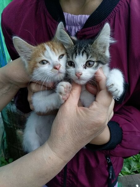 Фото из Вк группы "Право на жизнь/Чусовой/Помощь бездомным животным