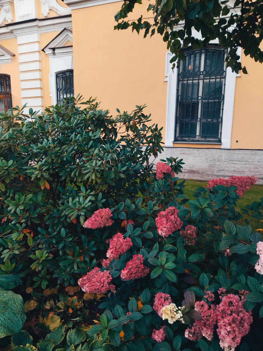 Просто фото красивых цветов и никаких скрытых смыслов ☺