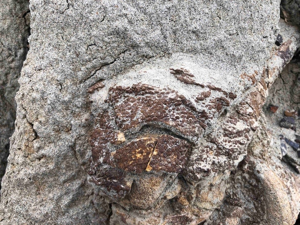 Тот момент, когда кожа древнего существа проступила из горной породы. Фото Royal Tyrrell Museum.