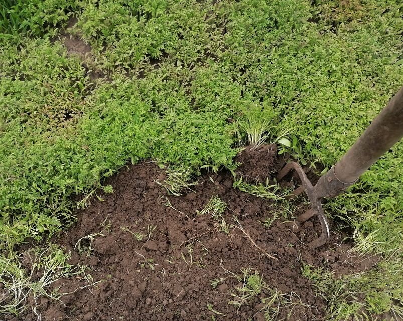 Здесь взошла фацелия, перекопала грядку под чеснок, что-то нынче затянула с этим