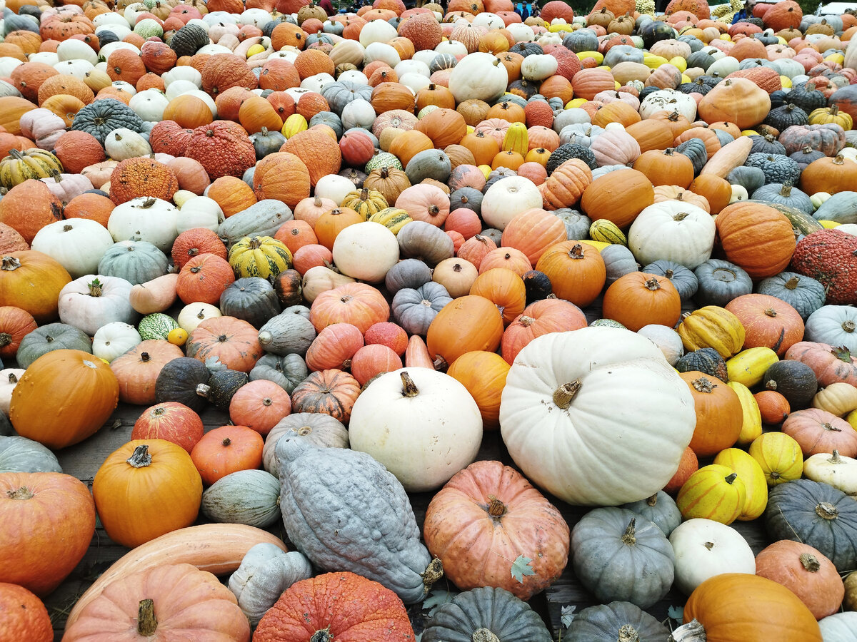 Столько тыкв я ещё не видела ни разу в жизни.