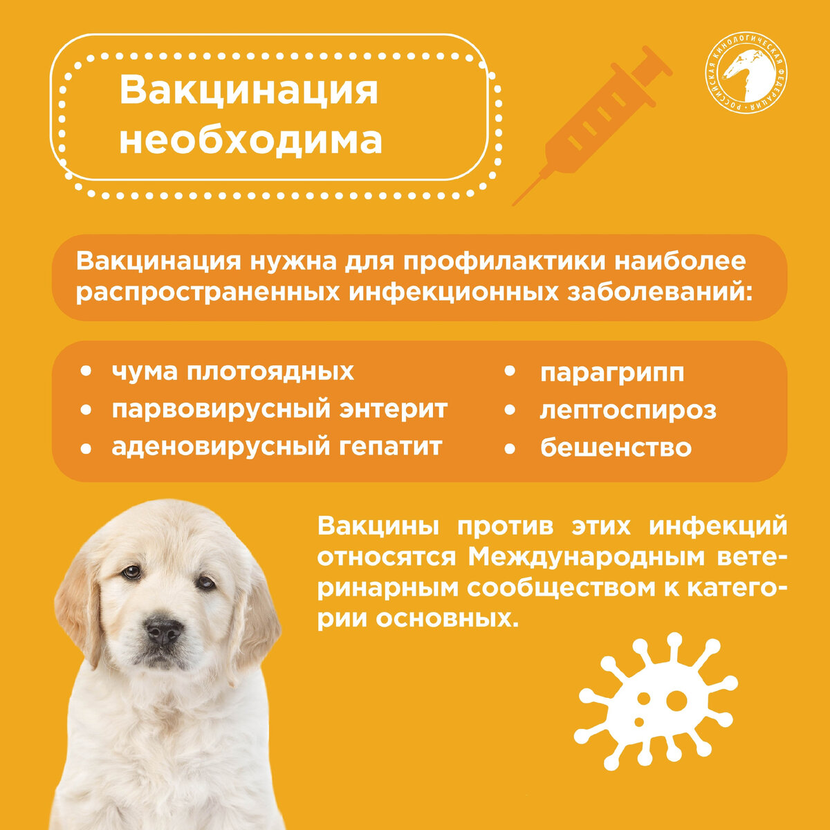 Прививки собаке 3 года. Полезные статьи ветеринарные. Прививки щенкам. Правила вакцинации собак. Напоминание о вакцинации собака.