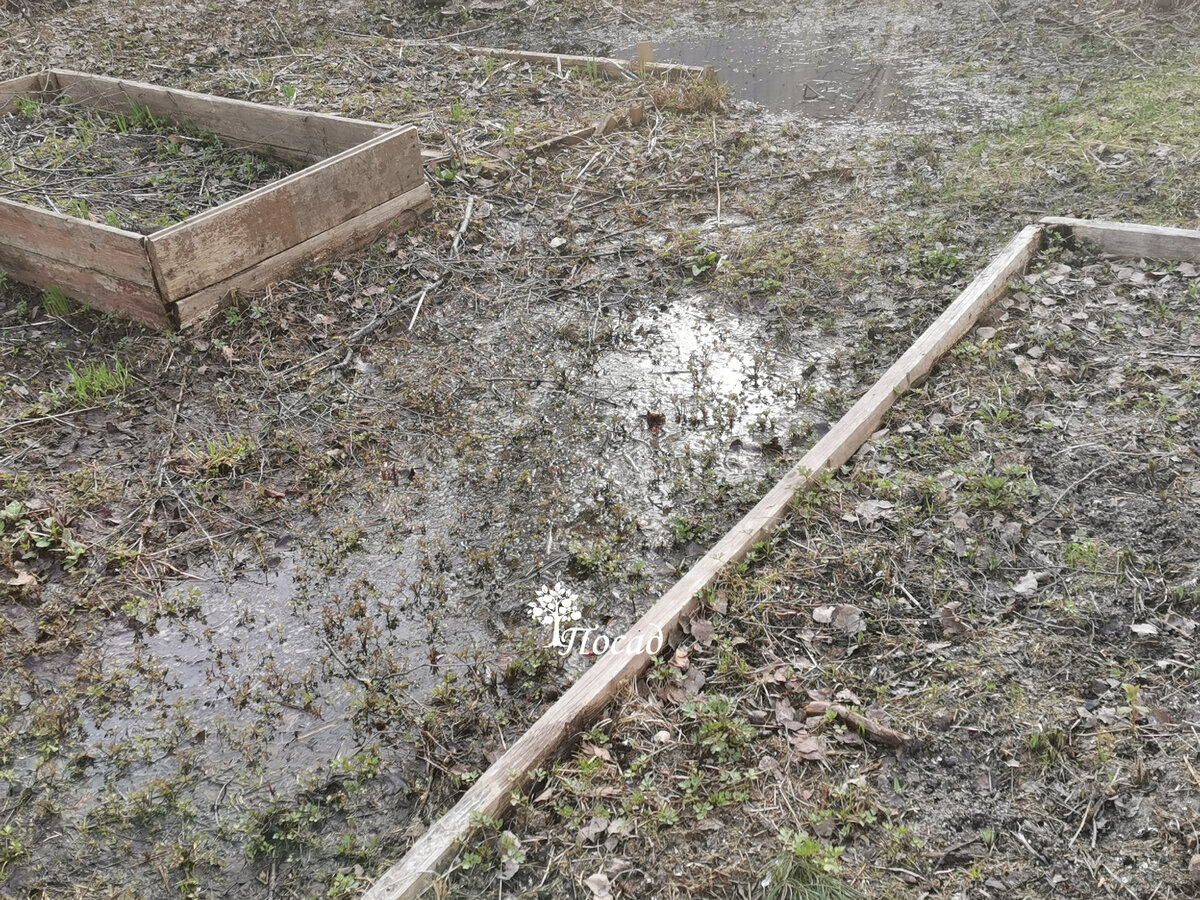 Лужи в огороде - это плохо, уровень земли надо поднимать сантиметров на 20.