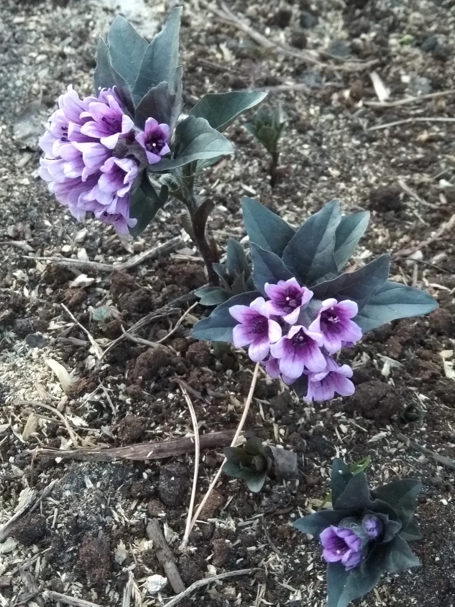 Пузырница физалисовая