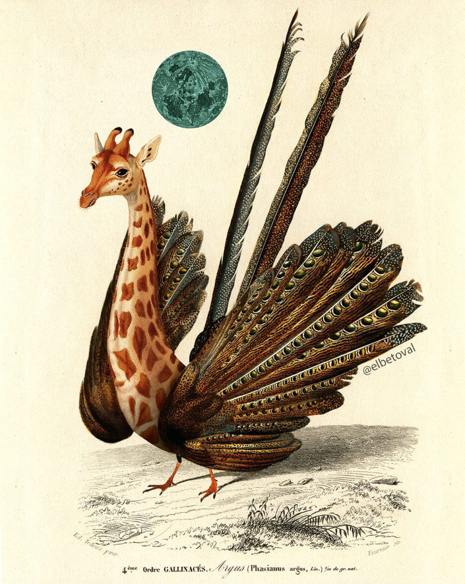 Фото: elbetoval.com 