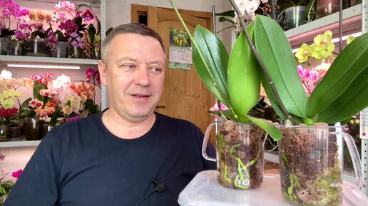 ВЯЛЫЕ ОРХИДЕИ быстро восстановили кислотами / быстрый стимул и ...