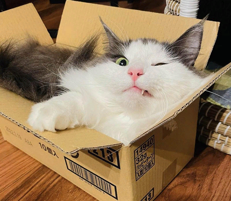 До чего это смешное зрелище — наблюдать как кошка пытается втиснуть свои пушистые булочки в крохотную коробку! И ведь будет топтаться до последнего, но добьется своего!-2