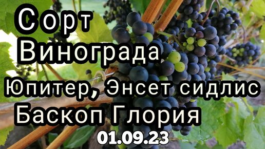 Состояние виноградника на 01.09.23 г. ч.3