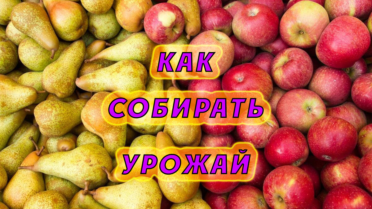 Источник фото: https://mykaleidoscope.ru/x/eda/14422-jabloki-i-grushi-51-foto.html