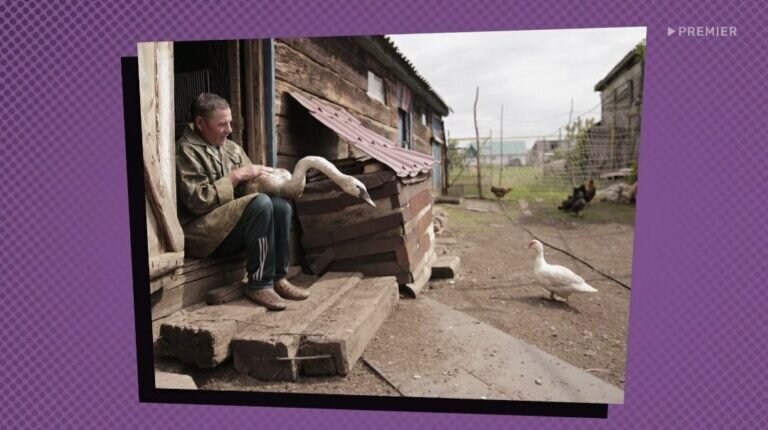    Невероятную историю спасенного лебедя из Абдулинского округа показали на телеканале ТВ3 Кристина Просвиркина