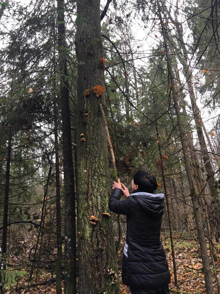Запад Подмосковья Петелино, ноябрь 2017, фламмулина на сухостое осины