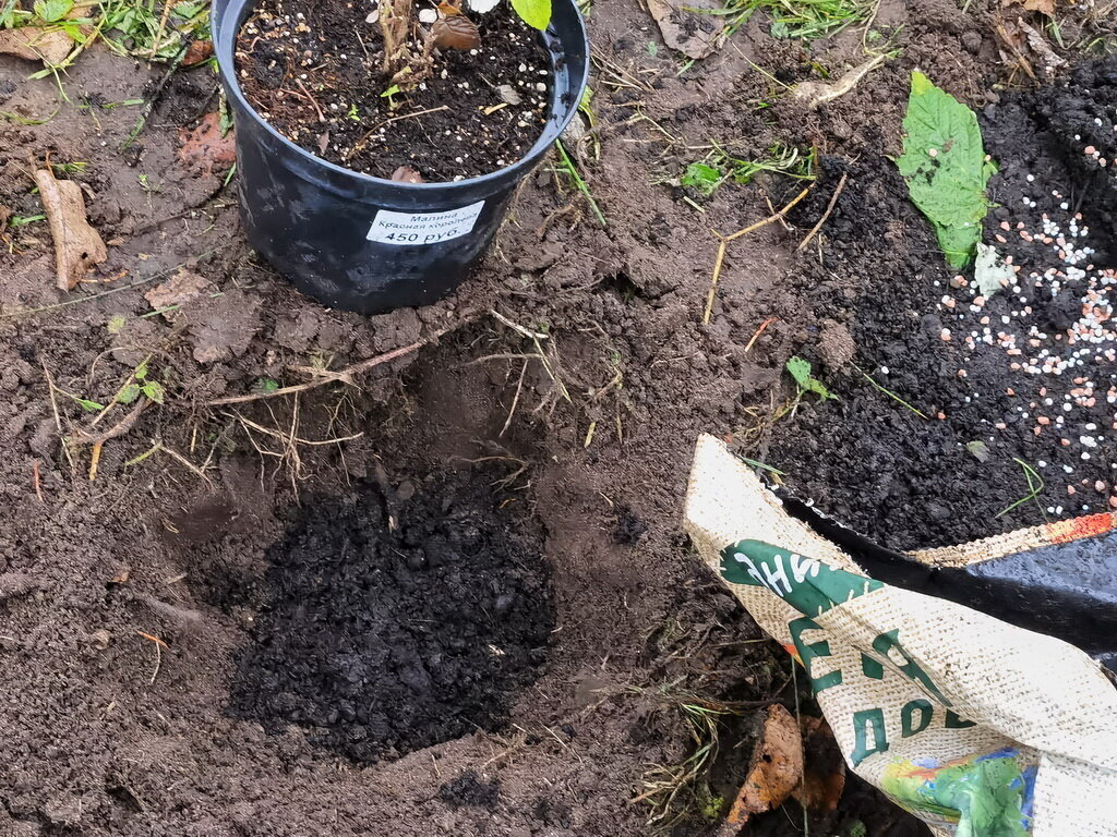 Alegerea unui loc pentru a planta zmeura