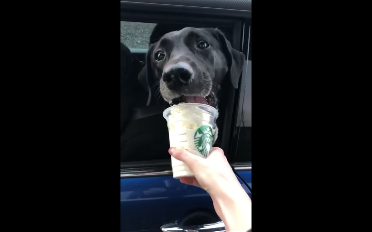 Кадр видео youtube.com/ViralHog