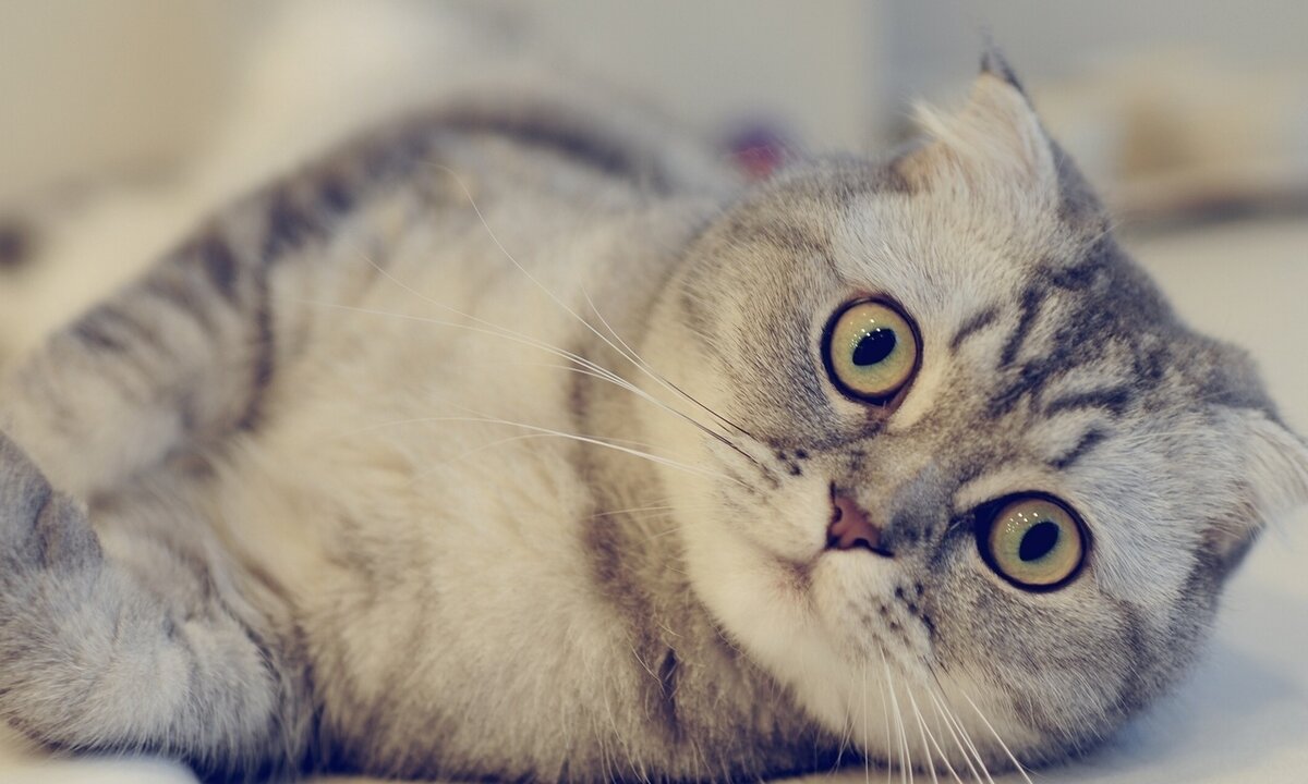 Шотландская порода кошек (фото из интернета)