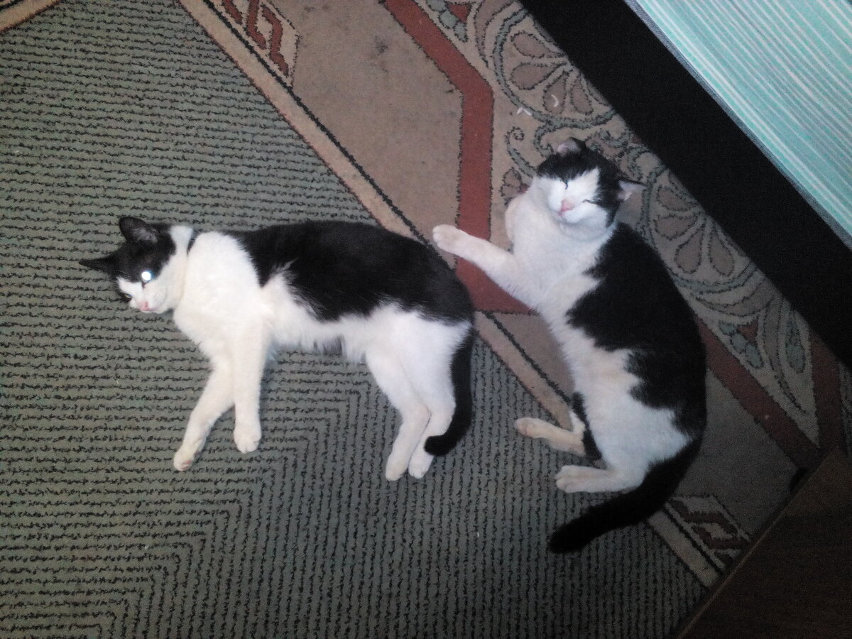 Расцветка почти идентичная