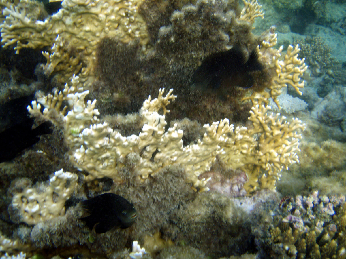 Подводный мир Красного моря                                                        