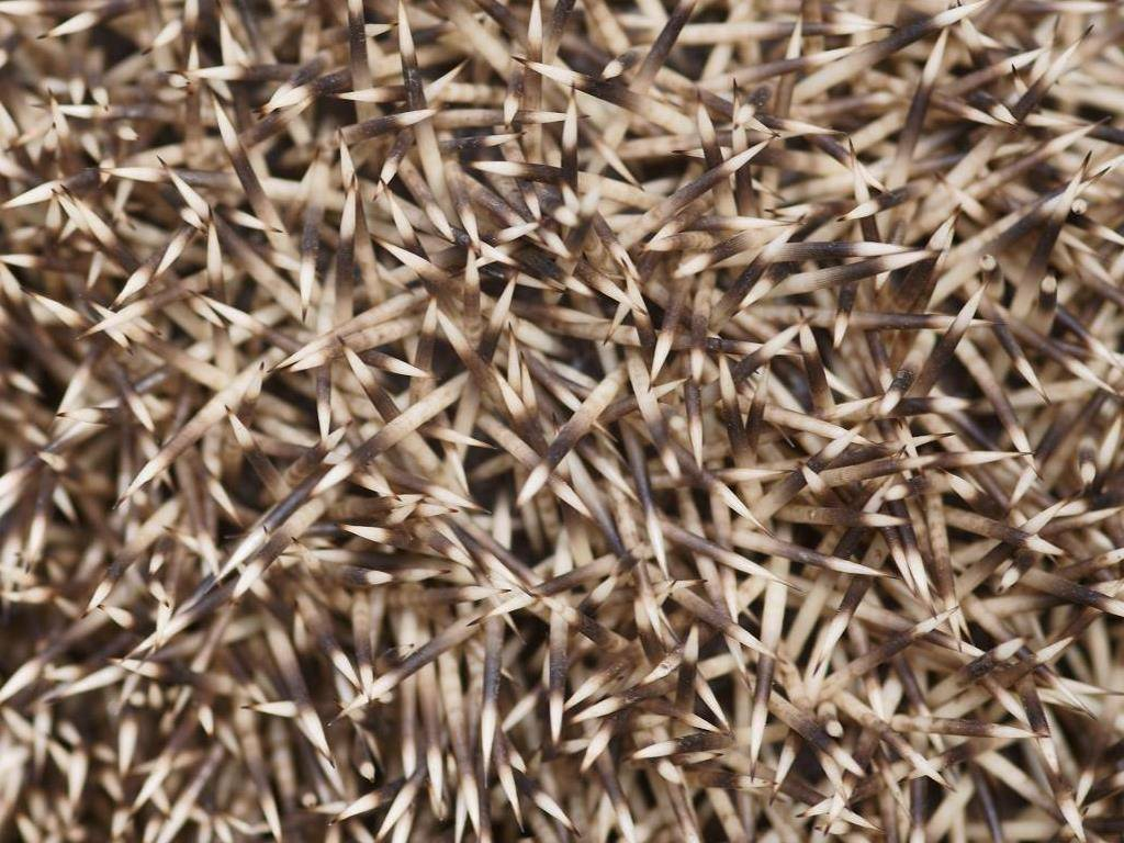 В среднем, каждый еж носит на себе до 10 тысяч иголок, которые постепенно обновляются. 