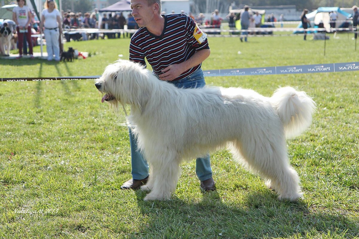 Для наглядности - один из победителей национального клуба "южнорусская овчарка" за 2015 год, сото с сайта клуба (southrussian.org)