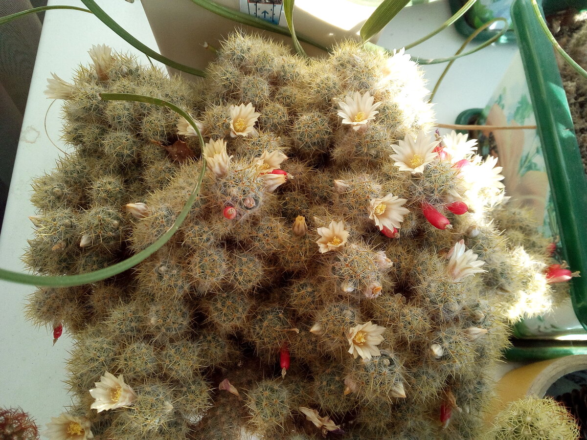 Красненькое - это плоды.