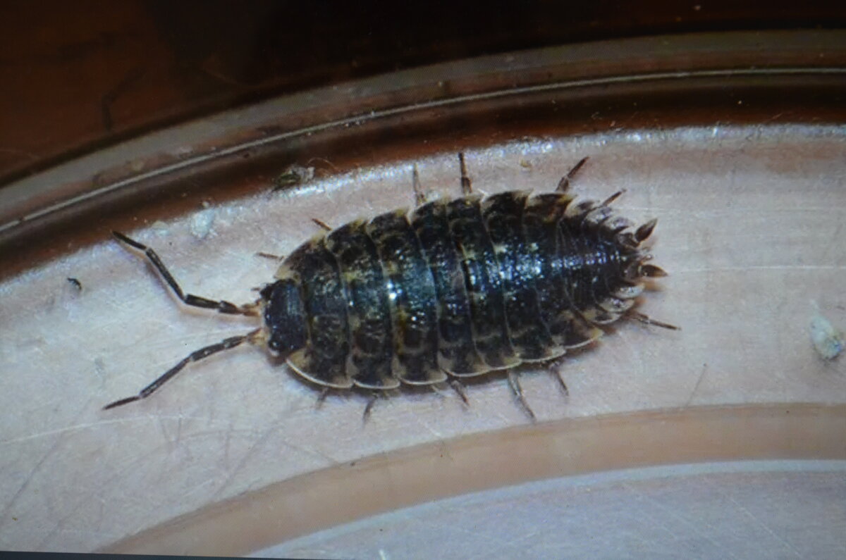 ракообразное - мокрица - в ванной комнате