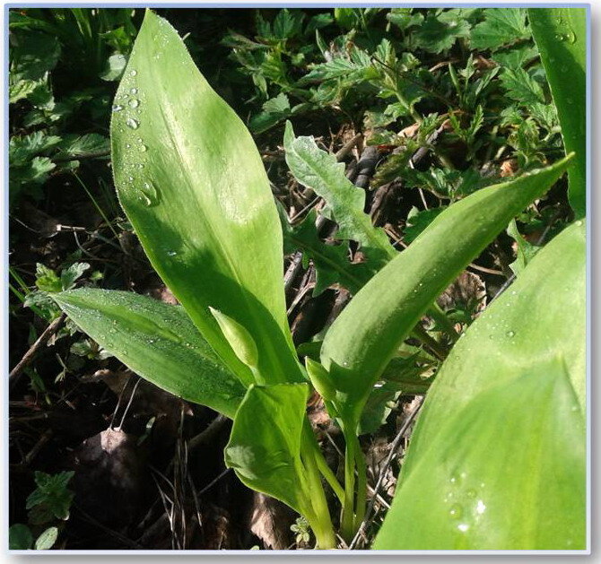 Цветочные стрелки черемши (Allium ursinum)