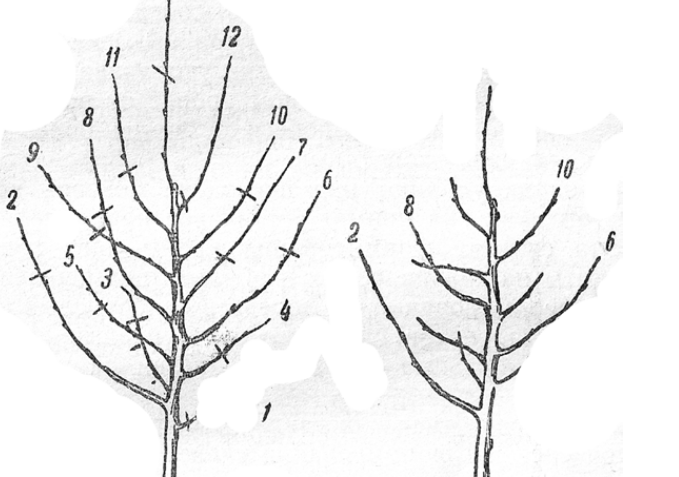 Как обрезать грушу весной для начинающих схемы. Обрезка груши Талгарка. Формирование груши стланцем. Горизонтальная формировка груши. Обрезка груши оптимальные сроки и температура.