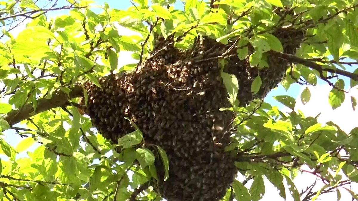 Рой пчёл привился на дереве