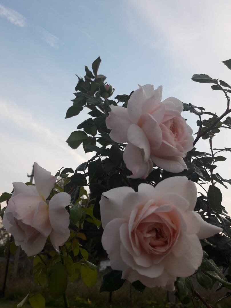 Крокус Роуз