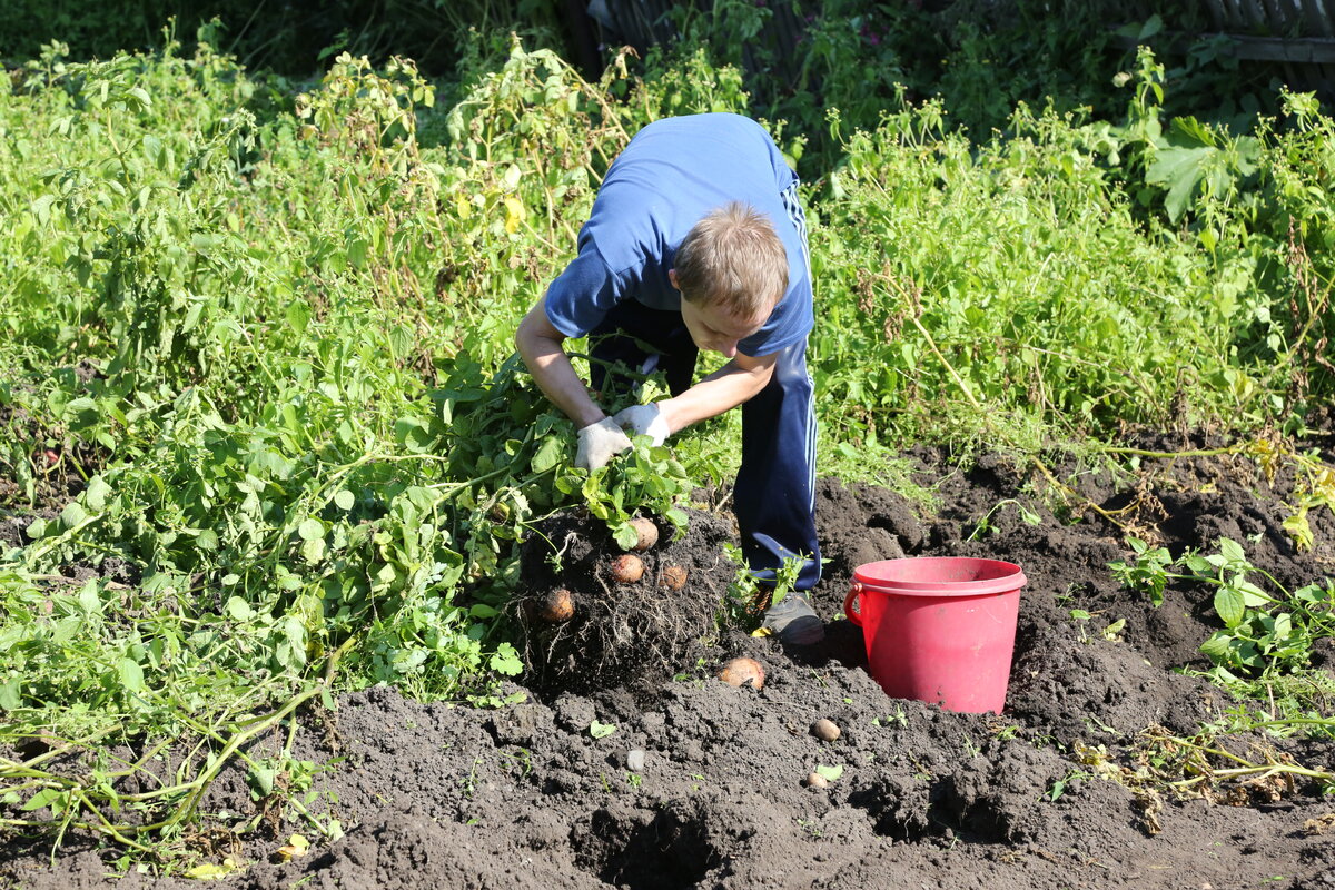  Если на даче уродился плохой урожай, можно пару ведер купить на рынке